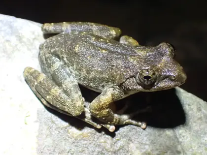 カジカガエルの写真