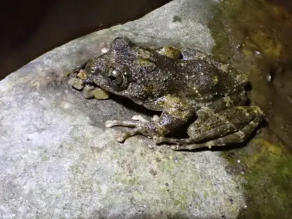カジカガエルの写真