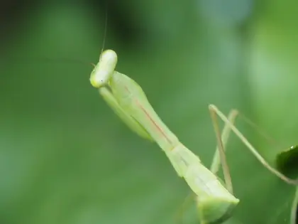 未同定の写真