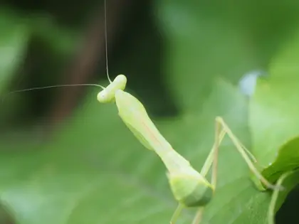 未同定の写真