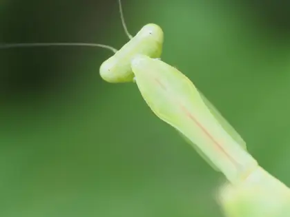 未同定の写真