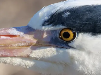 アオサギの写真