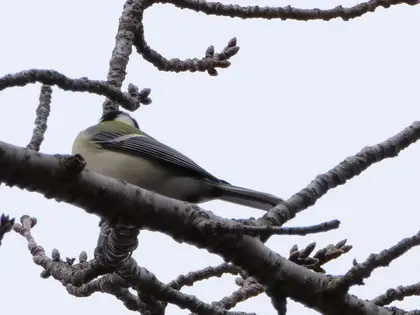 シジュウカラの写真