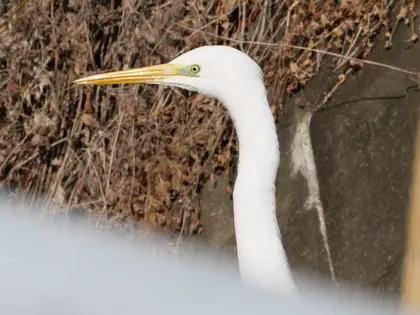 ダイサギの写真