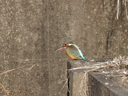 カワセミの写真