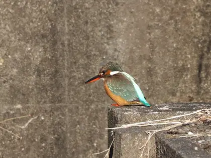 カワセミの写真