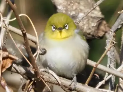 メジロの写真