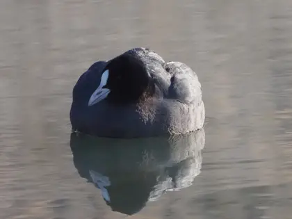 オオバンの写真