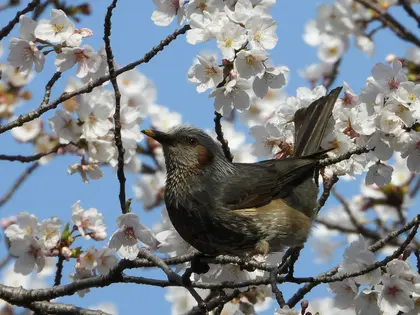 ヒヨドリの写真
