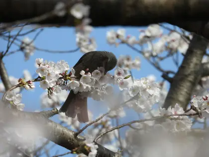 ヒヨドリの写真