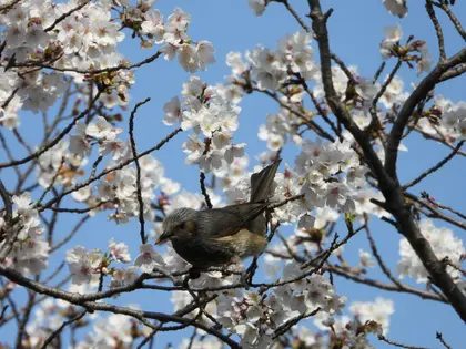 ヒヨドリの写真