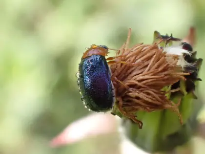 ムナキルリハムシの写真
