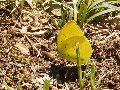 キタキチョウの写真