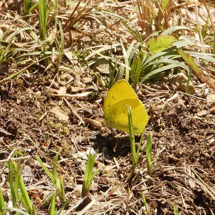 キタキチョウの写真