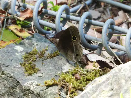 ヒメジャノメの写真