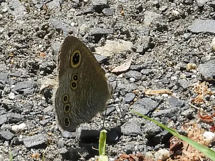 ヒメウラナミジャノメの写真