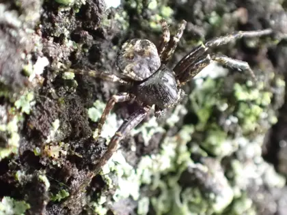 キハダカニグモの写真