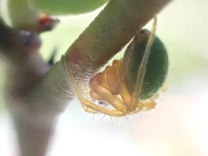 サツマノミダマシの写真