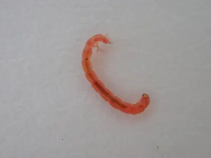 セスジユスリカの写真
