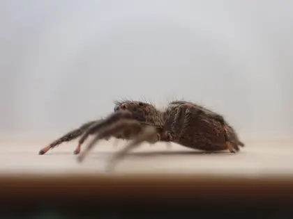 チャスジハエトリの写真
