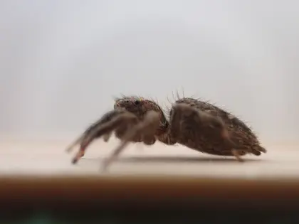 チャスジハエトリの写真