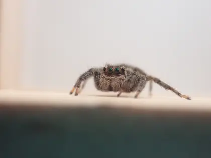 チャスジハエトリの写真