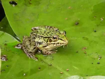 トノサマガエルの写真