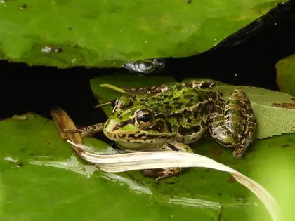 トノサマガエルの写真