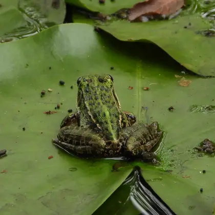 トノサマガエルの写真