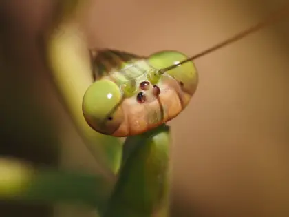 オオカマキリの写真