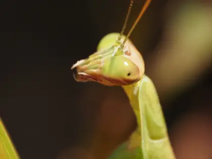 オオカマキリの写真