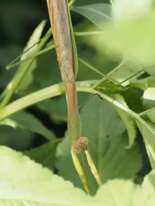 カマキリの写真