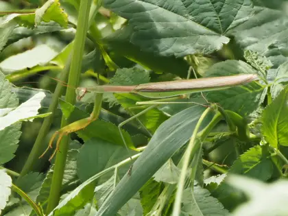 カマキリの写真