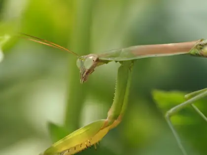 カマキリの写真