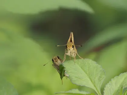チャバネセセリの写真