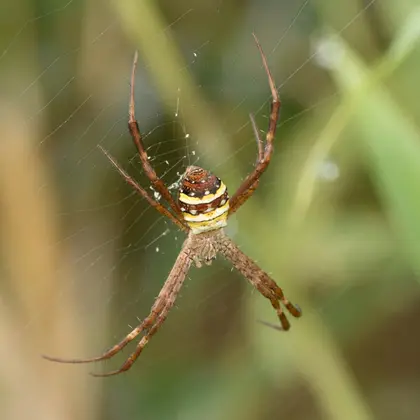 ムシバミコガネグモの写真