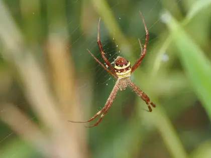 ムシバミコガネグモの写真