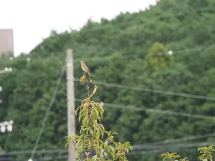 モズの写真