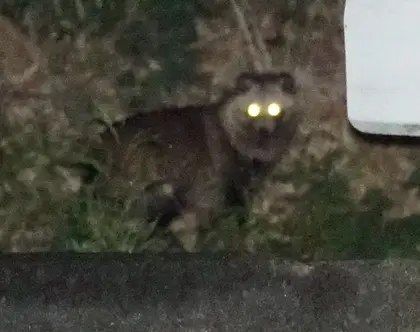 タヌキの写真