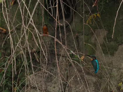 カワセミの写真