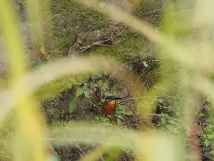カワセミの写真