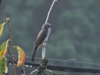 ヒヨドリの写真