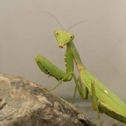 ハラビロカマキリの写真