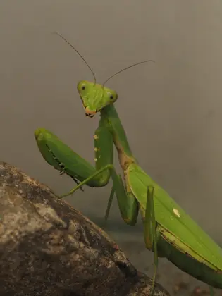 ハラビロカマキリの写真