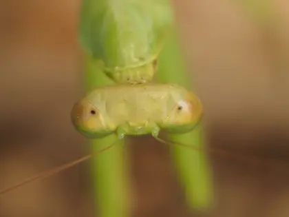 ハラビロカマキリの写真