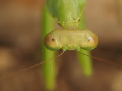ハラビロカマキリの写真