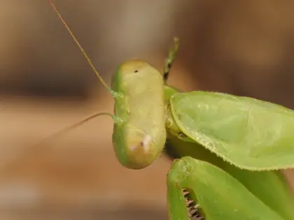 ハラビロカマキリの写真