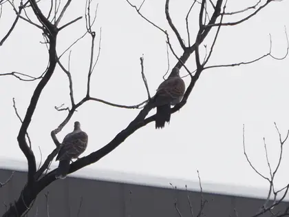キジバトの写真