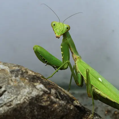ハラビロカマキリの写真