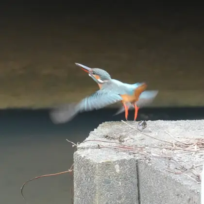 カワセミの写真